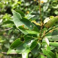 Croton klotzschianus (Wight) Thwaites